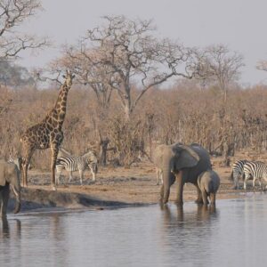 1 day 1 night hwange in Hwange National Park