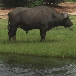 1 day chobe national park in Victoria Falls