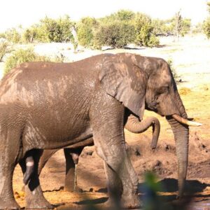 10-day hwange vic-falls chobe elephant in Hwange National Park