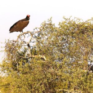 13 days exploration from hwange in Hwange National Park