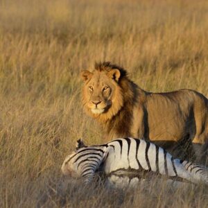 2-day hwange national park safari in Hwange National Park