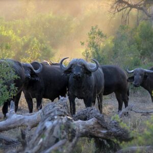 2 dias em hwange national em Parque Nacional de Hwange