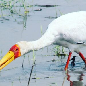 2 nights 2days victoria falls in Victoria Falls