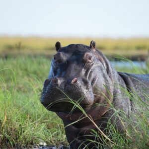 3-day chobe national park camping in Victoria Falls