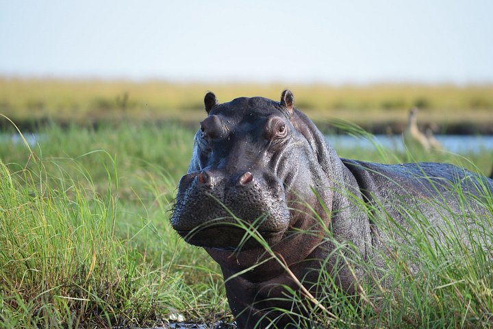 3-day chobe national park camping in Victoria Falls