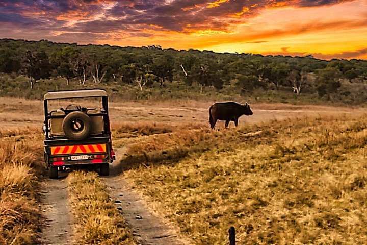 3 hour guided safari in Victoria Falls