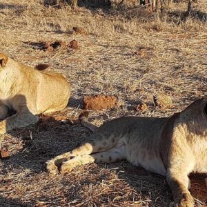 3 nights victoria falls chobe in Hwange National Park