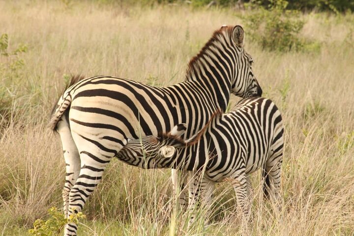 4 days victoria falls safari in Victoria Falls