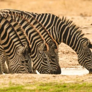 5 day - quadruple package in Victoria Falls