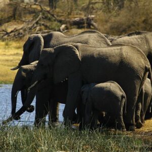 5 day victoria falls in Hwange National Park