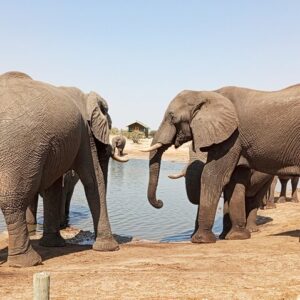 5 days victoria falls hwange in Hwange National Park