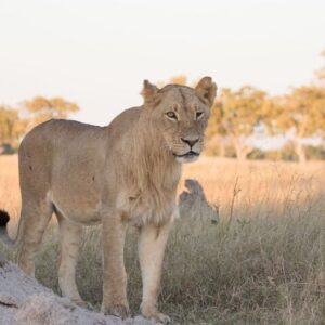 6 days 5nights victoria falls in Hwange National Park