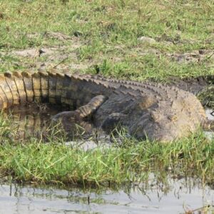 7 day safari victoria falls in Hwange National Park