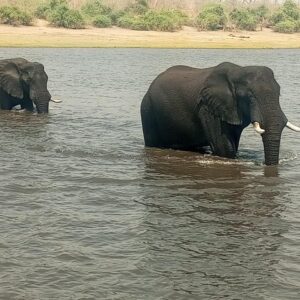 7-day vic-falls chobe np elephant in Hwange National Park