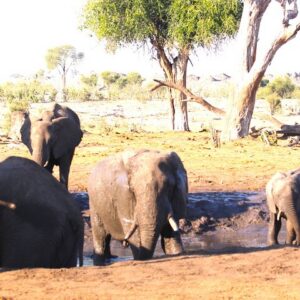 8-day vic-falls chobe elephant sands in Victoria Falls
