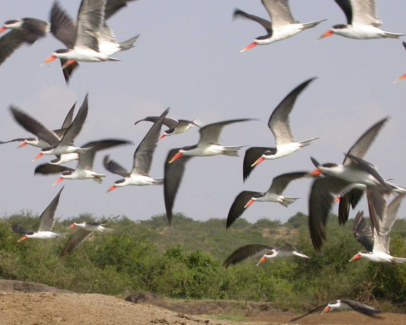 Becchi a forbice africani: dove habitat e stagione si incontrano