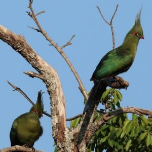 Birding safari from livingstone half-day in Victoria Falls