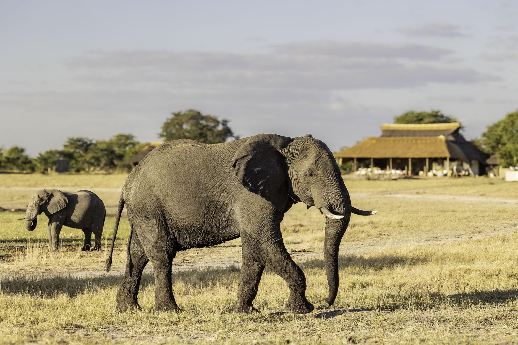 Camp Hwange, Hwange National Park, Zimbabwe