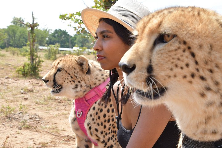 Cheetah experience victoria falls in Victoria Falls