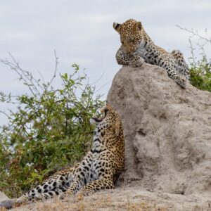 Chobe and namibian island tour in Victoria Falls