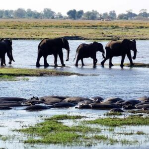 Chobe day safari from victoria in Victoria Falls