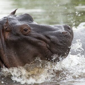 Chobe day trip from victoria in Victoria Falls