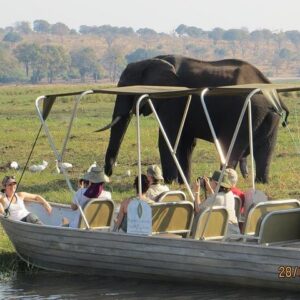 Chobe day trip from victoria in Victoria Falls