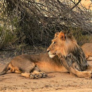 Chobe from dusk to dawn in Victoria Falls