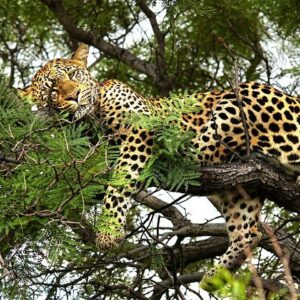 Chobe from leopards to lunkers in Victoria Falls