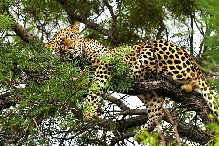 Chobe from leopards to lunkers in Victoria Falls
