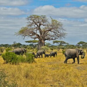 Chobe full day safari in Victoria Falls