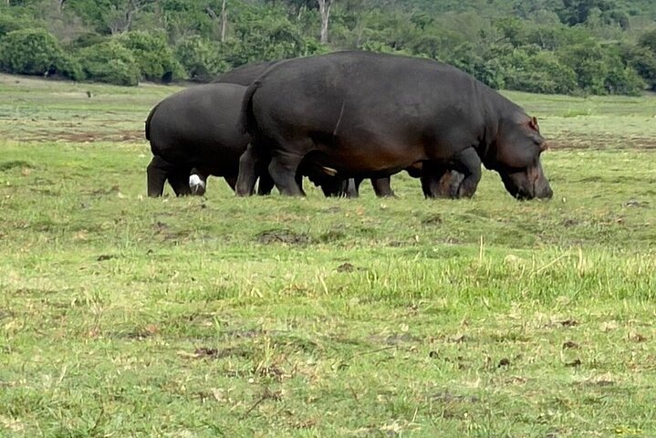 Chobe morning game drive in Victoria Falls