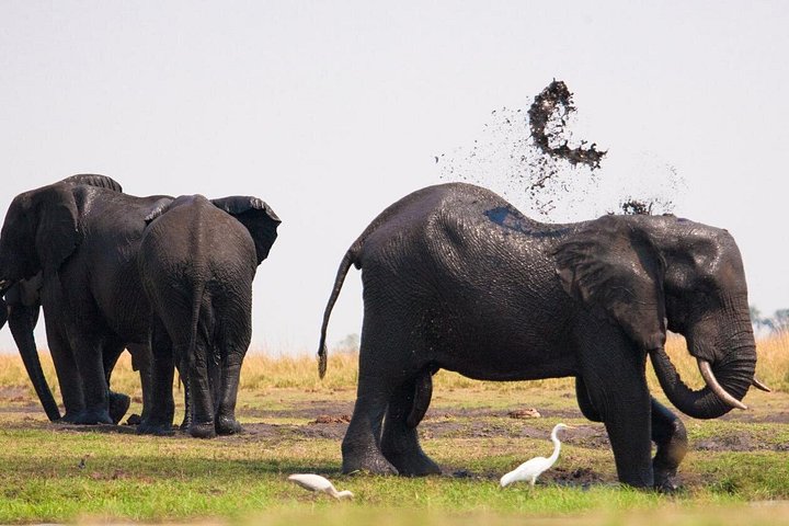 Chobe national park 4x4 day in Victoria Falls