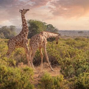 Chobe safari day trip in Victoria Falls