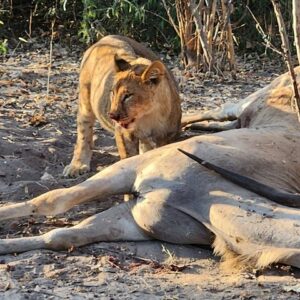 Chobe signature safari land river in Victoria Falls