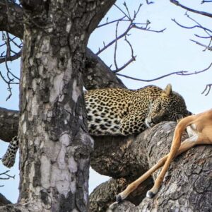 Chobe sunrise leopard and lion in Victoria Falls