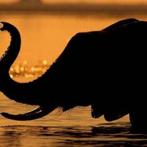 Chobe sunset cruise from victoria in Victoria Falls