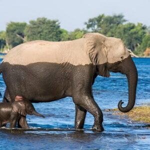 Chobe wildlife safari from victoria in Victoria Falls