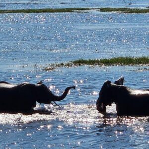 Chobe s dual river safari in Victoria Falls