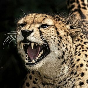 Chobe s unique quadripoint predator in Victoria Falls