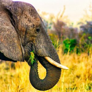 Dry safari game drive in Victoria Falls