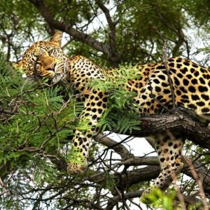 From roar to river chobe in Victoria Falls