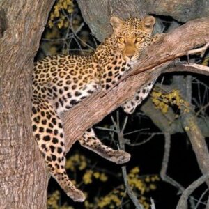 From victoria falls 3 -day in Hwange National Park