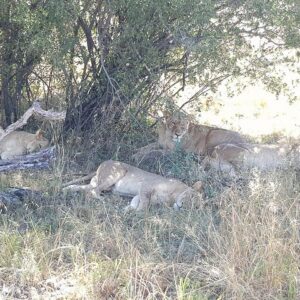 From victoria falls hwange national in Hwange National Park