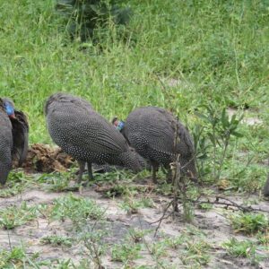 From victoria falls to chobe in Victoria Falls
