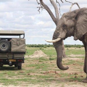 Full-day chobe safari from victoria in Victoria Falls