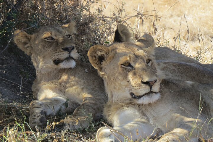 Full day hwange national park in Hwange National Park