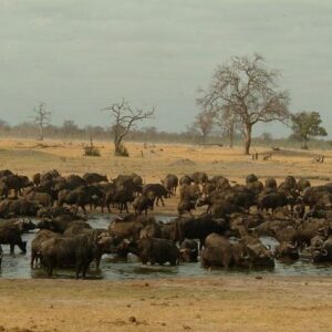 Full-day hwange national park tour in Hwange National Park