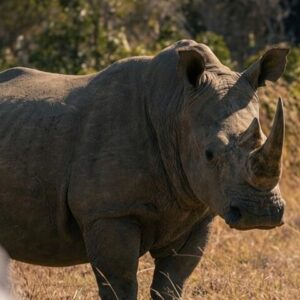 Full-day matobo rhino tracking rock in Matobo Hills