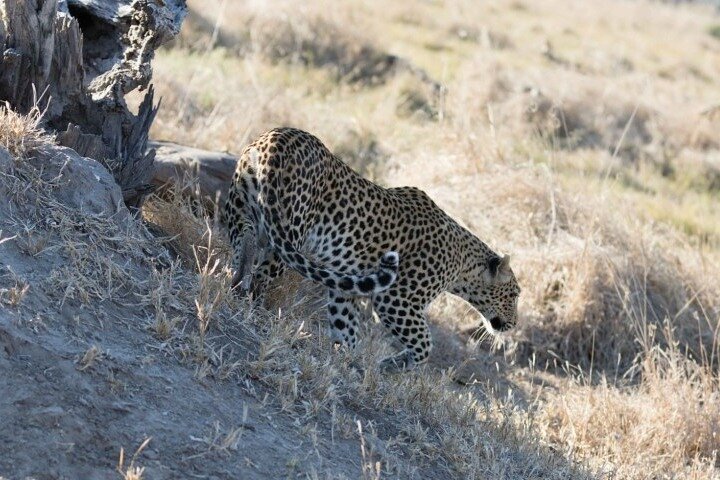 Full-day safari chobe national park in Victoria Falls